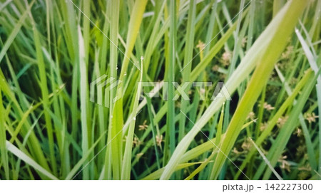 Fresh Green Grass and Rice Sprouts Growing in Shallow Paddy Water 142227300