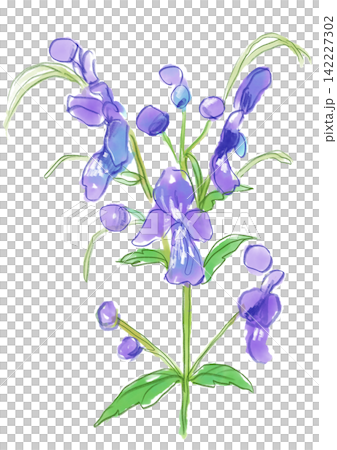 一幅手繪水彩插圖,描繪了盛開的藍色霧花。 一幅手繪水彩插圖,描繪了盛開的藍色霧花。 142227302