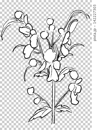 A hand-drawn line art illustration of blooming Caryopteris flowers. A hand-drawn line art illustration of blooming Caryopteris flowers. 142227303