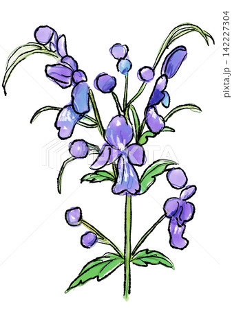 咲き誇るカリガネソウの花の手描きの線画と水彩イラスト 142227304