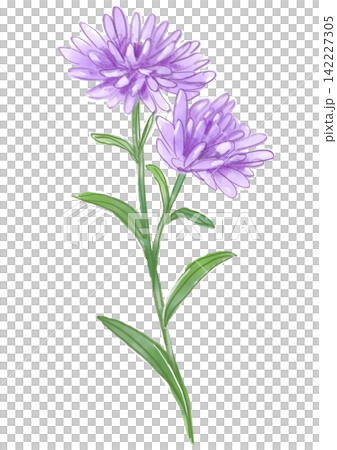 A hand-painted watercolor illustration of blooming peacock asters. A hand-painted watercolor illustration of blooming peacock asters. 142227305