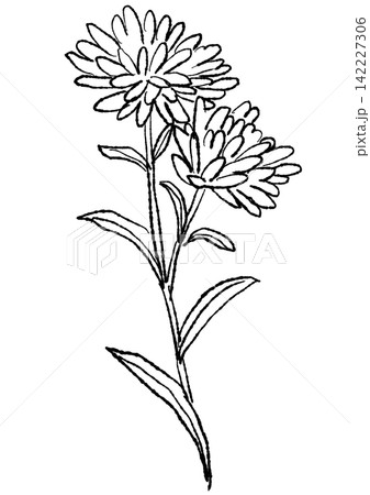 咲き誇るクジャクアスターの花の手描きの線画イラスト 咲き誇るクジャクアスターの花の手描きの線画イラスト 142227306