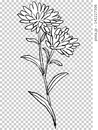 咲き誇るクジャクアスターの花の手描きの線画イラスト 咲き誇るクジャクアスターの花の手描きの線画イラスト 142227306