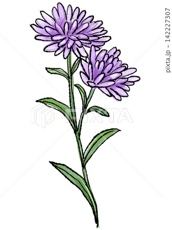 咲き誇るクジャクアスターの花の手描きの線画と水彩イラスト 咲き誇るクジャクアスターの花の手描きの線画と水彩イラスト 142227307