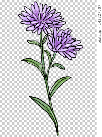 Hand-drawn line art and watercolor illustration of blooming peacock aster flowers Hand-drawn line art and watercolor illustration of blooming peacock aster flowers 142227307
