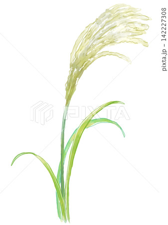 咲き誇るススキの花の手描きの水彩イラスト 咲き誇るススキの花の手描きの水彩イラスト 142227308