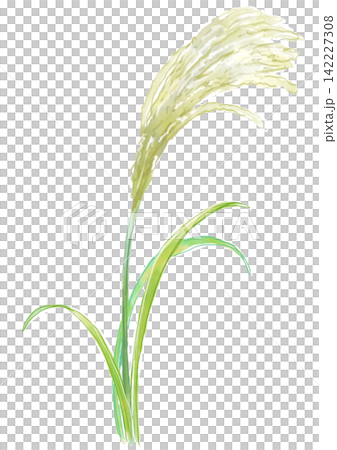 咲き誇るススキの花の手描きの水彩イラスト 咲き誇るススキの花の手描きの水彩イラスト 142227308