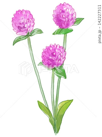 咲き誇るセンニチコウの花の手描きの線画イラスト 咲き誇るセンニチコウの花の手描きの線画イラスト 142227311