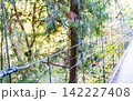 中津川・秋の付知峡 142227408