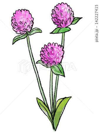 咲き誇るセンニチコウの花の手描きの線画と水彩イラスト 142227415