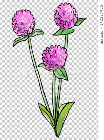 咲き誇るセンニチコウの花の手描きの線画と水彩イラスト 142227415