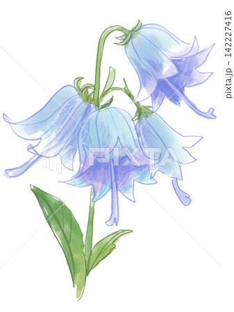 咲き誇るツリガネニンジンの花の手描きの水彩イラスト 咲き誇るツリガネニンジンの花の手描きの水彩イラスト 142227416