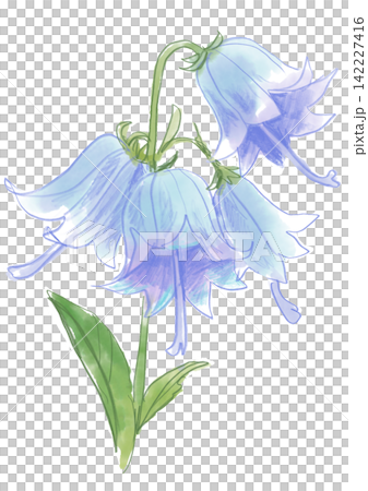 一幅手繪水彩插圖，描繪了盛開的風鈴草花朵。 142227416
