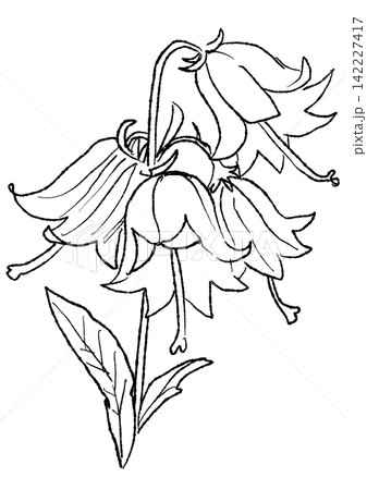 咲き誇るツリガネニンジンの花の手描きの線画イラスト 142227417