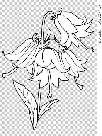A hand-drawn line art illustration of blooming bellflower blossoms. A hand-drawn line art illustration of blooming bellflower blossoms. 142227417
