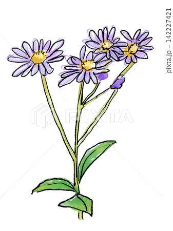 咲き誇るノコンギクの花の手描きの線画と水彩イラスト 咲き誇るノコンギクの花の手描きの線画と水彩イラスト 142227421