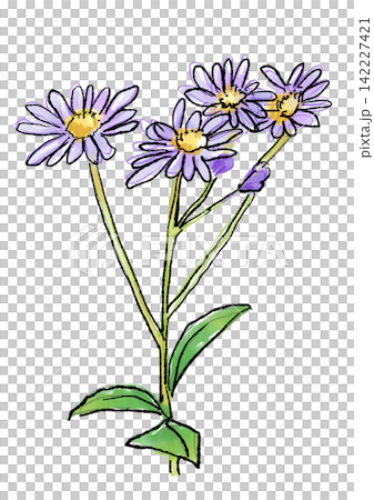咲き誇るノコンギクの花の手描きの線画と水彩イラスト 咲き誇るノコンギクの花の手描きの線画と水彩イラスト 142227421