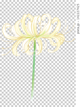 A hand-painted watercolor illustration of blooming white spider lilies. A hand-painted watercolor illustration of blooming white spider lilies. 142227425