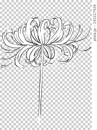 A hand-drawn line art illustration of blooming spider lilies. A hand-drawn line art illustration of blooming spider lilies. 142227426