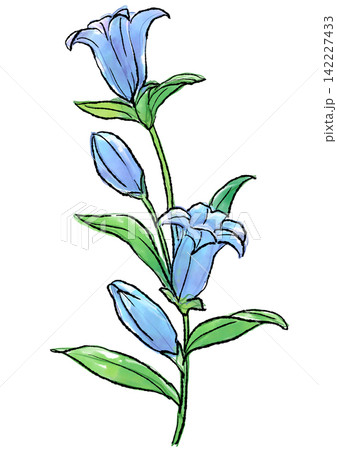 咲き誇るリンドウの花の手描きの線画と水彩イラスト 142227433