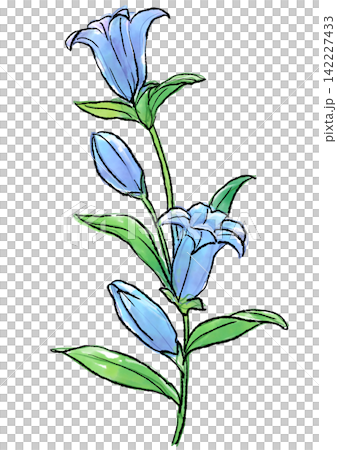 咲き誇るリンドウの花の手描きの線画と水彩イラスト 142227433