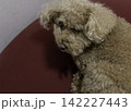 寝起きで顔が削れているトイプードル 142227443