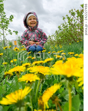 A happy little girl in a floral jacket sits and stands among vibrant yellow dandelions in a green spring field under a cloudy sky. 142227498