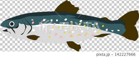 カワマスのイラスト カワマスのイラスト 142227666