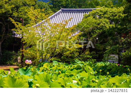 法界寺 女性の信仰を集める薬師如来のご利益:安産,授乳,子授 法界寺 女性の信仰を集める薬師如来のご利益:安産,授乳,子授 142227831