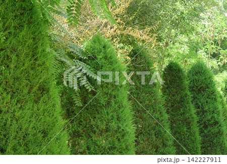 fern in the forest fern in the forest 142227911