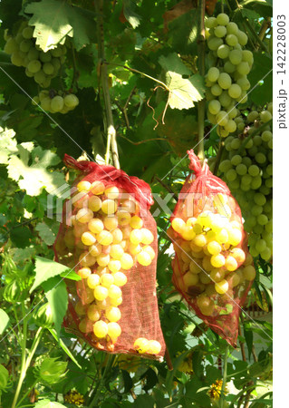 ripe grapes on a branch in a vineyard ripe grapes on a branch in a vineyard 142228003