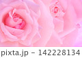 ピンクの薔薇のクローズアップ背景 142228134