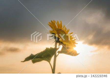 夕方の雲間から差し込む太陽の光芒と一輪のひまわり 142228346