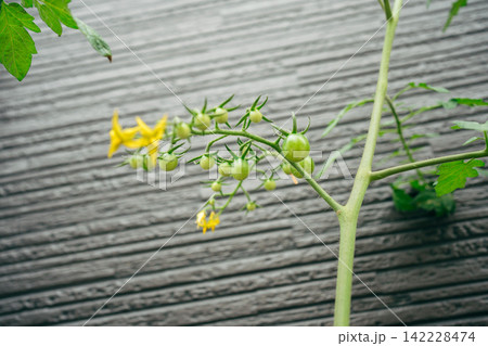 成長途中の小さいトマトの実 トマトの花 成長途中の小さいトマトの実 トマトの花 142228474