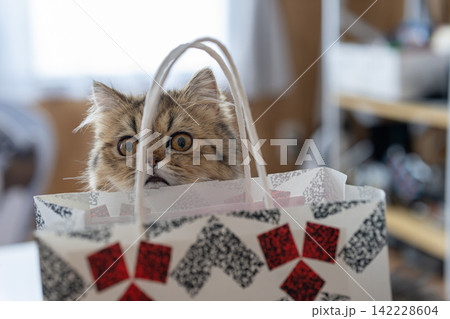 紙袋が気になる可愛い猫 ペルシャ猫 紙袋が気になる可愛い猫 ペルシャ猫 142228604