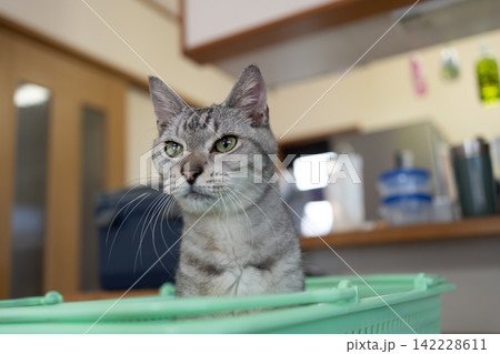 買い物かごの中に入った猫　サバトラ猫 142228611