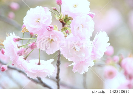 淡い感じの八重咲きの八重桜 淡い感じの八重咲きの八重桜 142228653