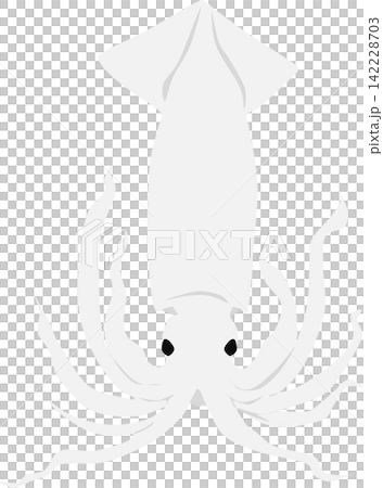 イカのイラスト イカのイラスト 142228703