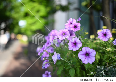 紫のペチュニアの花/Purple petunia flowers in street 紫のペチュニアの花/Purple petunia flowers in street 142229053