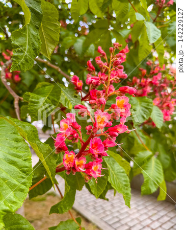 Aesculus carnea, or red horse-chestnut Aesculus carnea, or red horse-chestnut 142229127