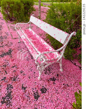 Sakura spring blossoms in park with benches and flowers on the ground 142229135