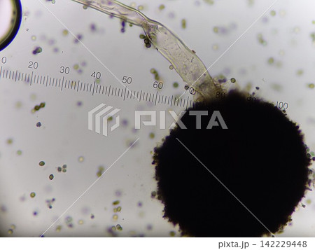 どーんと大きな分生子を持つ黒コウジカビ どーんと大きな分生子を持つ黒コウジカビ 142229448