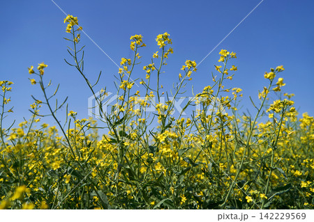 Yellow Mustard Flowers Rising Above Green Field Against Clear Blue Sky In Bright Spring Daylight 142229569