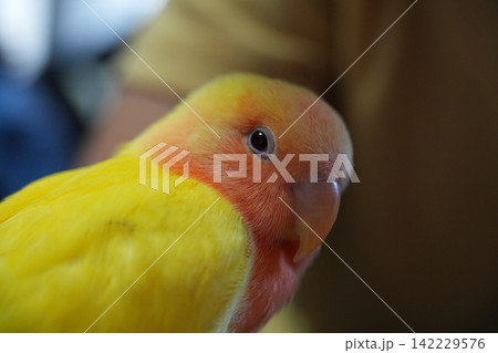 コザクラインコ 142229576
