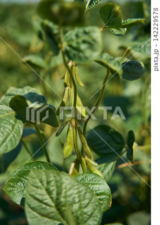 Soybean Plant Pods Hanging On Slender Stems In Sunlit Crop Field With Blurred Background And Dense 142229578