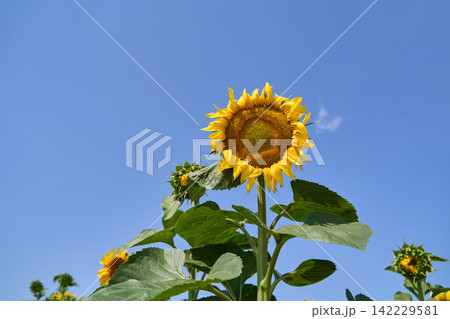 Single Sunflower Blooming Against Clear Blue Sky In Low Angle Summer Garden, With Broad Green 142229581