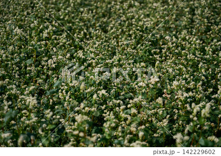 Flowering Crop Covering Field With Small White Blossoms And Green Leaves In Soft Daylight Across Flowering Crop Covering Field With Small White Blossoms And Green Leaves In Soft Daylight Across 142229602