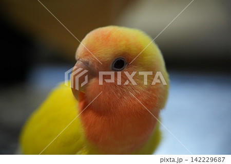 コザクラインコ コザクラインコ 142229687