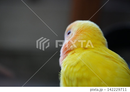 コザクラインコ 142229711