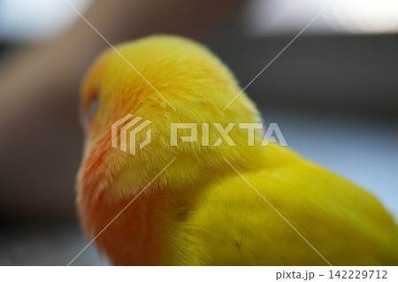 コザクラインコ 142229712